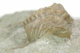 Bargain, Stalk-Eyed Cybele Trilobite - Russia #363084-3